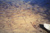 Freshwater mussels at Metcalf Pond